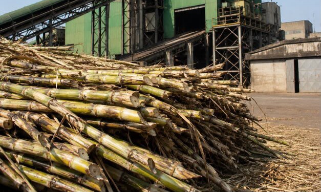 Government Constitutes Committee to Examine Issues Relating to Sugarcane Farmers and the Sugar Sector